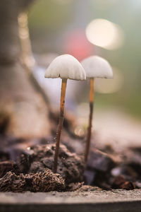 Close-up of mushroom growing on field