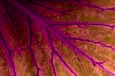 Close-up of multi colored water