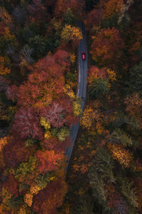 View of trees in forest during autumn