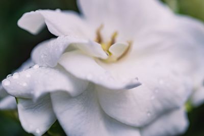 Close-up of wet white flowering plant