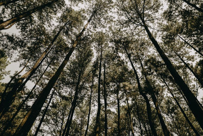 Low angle view of pine trees in forest