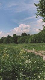 Scenic view of field against sky