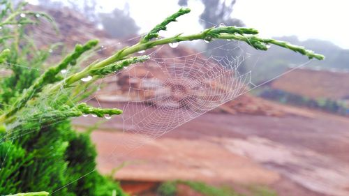 Close-up of spider web on plant