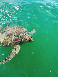 Turtle swimming in water