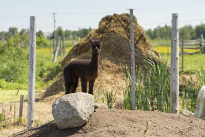 Adorable brown baby alpaca standing on mound of earth in enclosure staring 
