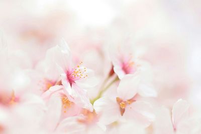 Close-up of apple blossoms in spring