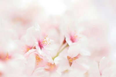 Close-up of flowers