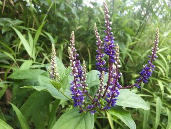 Close-up of purple flowering plant