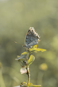 Close-up of butterfly pollinating on flower