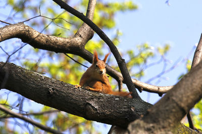 Squirrel perching on a branch in spring looking at camera
