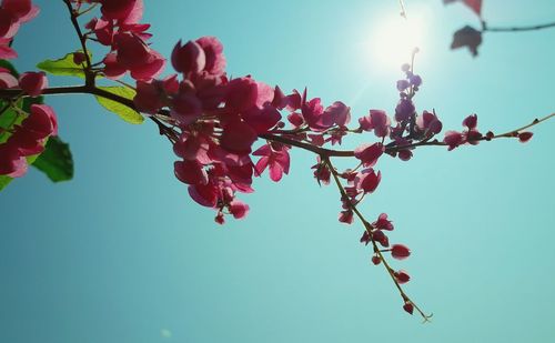 Low angle view of tree against clear sky