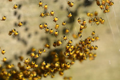 Close-up of yellow flowers