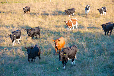 Horses grazing in a field