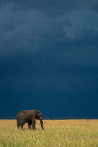 African elephant stands in grass under stormclouds