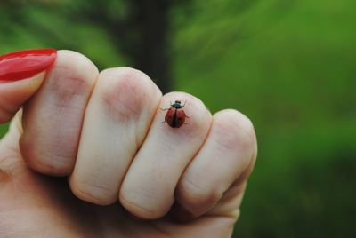 Close-up of ladybug on hand