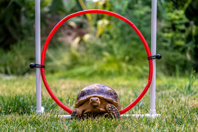 A tortoise walking through a hoop.