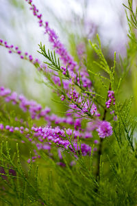 Close-up of pink flowers