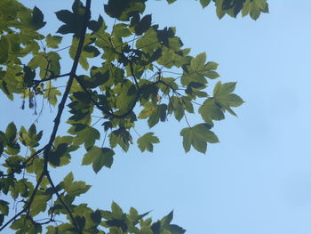 leaf