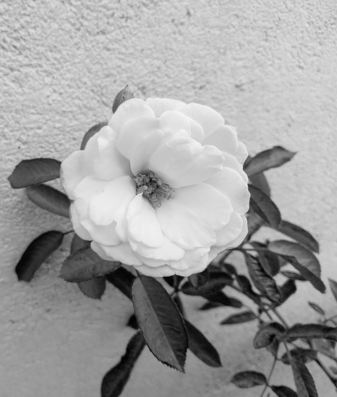 HIGH ANGLE VIEW OF ROSE ON WHITE ROSES