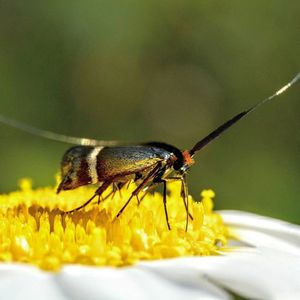 Close-up of bee pollinating on yellow flower