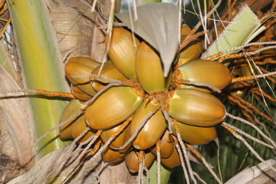 Close-up of fruits on tree