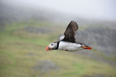 Close-up of lundi bird flying over green landscape in iceland