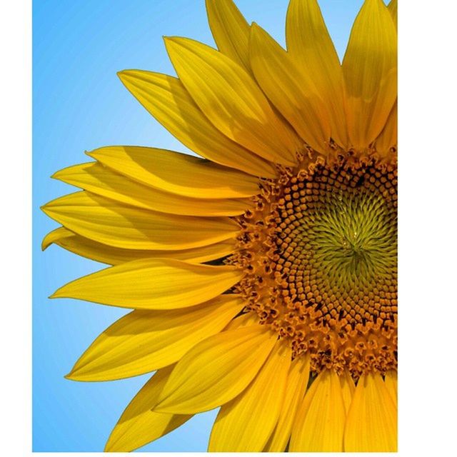 LOW ANGLE VIEW OF SUNFLOWERS