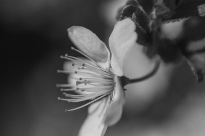 Close-up of white rose flower