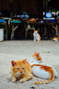 Cats resting on dirt road