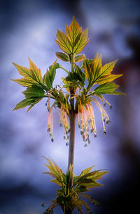 Close-up of yellow flowering plant