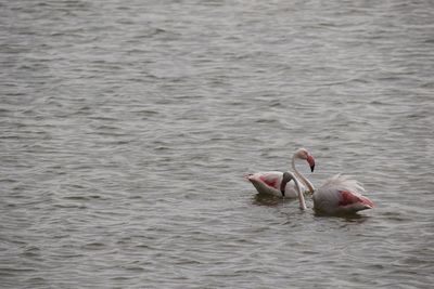 Ducks in a lake