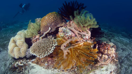 Fish swimming in sea