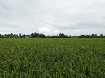 Scenic view of agricultural field against sky