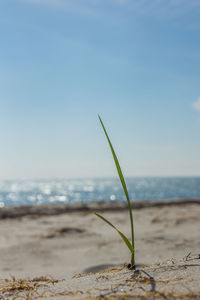 Close-up of plant on beach against sky