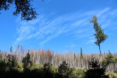 Low angle view of trees against sky