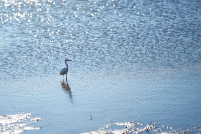 Bird on sea shore