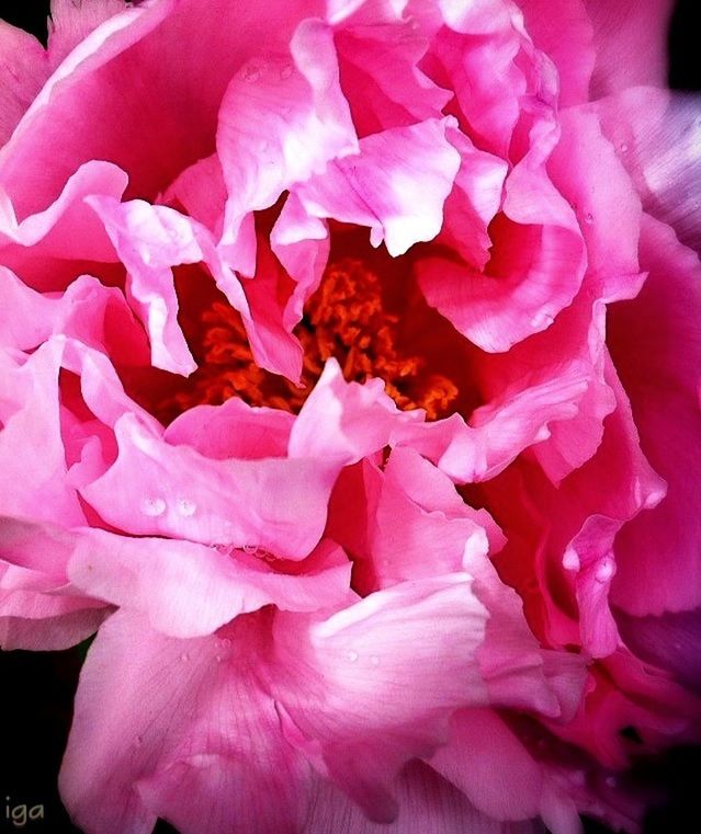 flower, petal, pink color, freshness, flower head, fragility, close-up, rose - flower, pink, beauty in nature, nature, full frame, no people, blooming, backgrounds, growth, indoors, high angle view, natural pattern