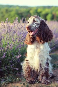 Close-up of dog on field