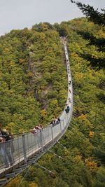 High angle view of trees and plants on mountain