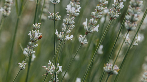 Close-up of purple flowering plants on field