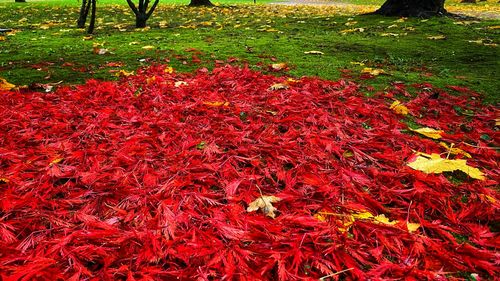 High angle view of red maple leaves on field