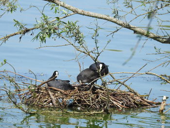 Birds in a lake