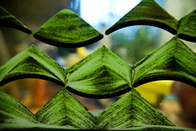 Close-up of green leaves