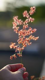 Close-up of hand holding plant