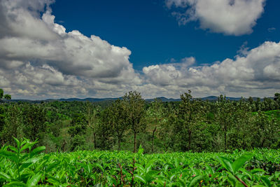 Plants on field against sky