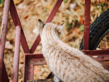 Close-up of a cat