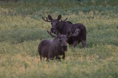 Moose bulls