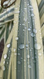 Close-up of raindrops on leaf