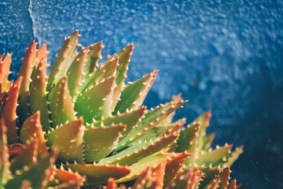 Close-up of succulent plant against wall