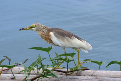 Bird perching on a plant